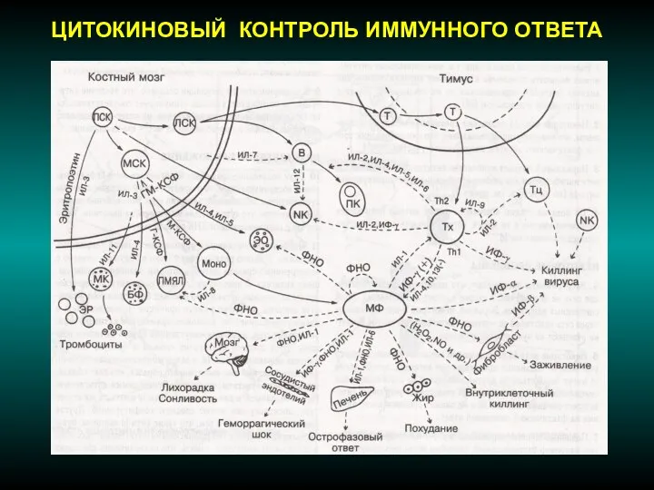 ЦИТОКИНОВЫЙ КОНТРОЛЬ ИММУННОГО ОТВЕТА