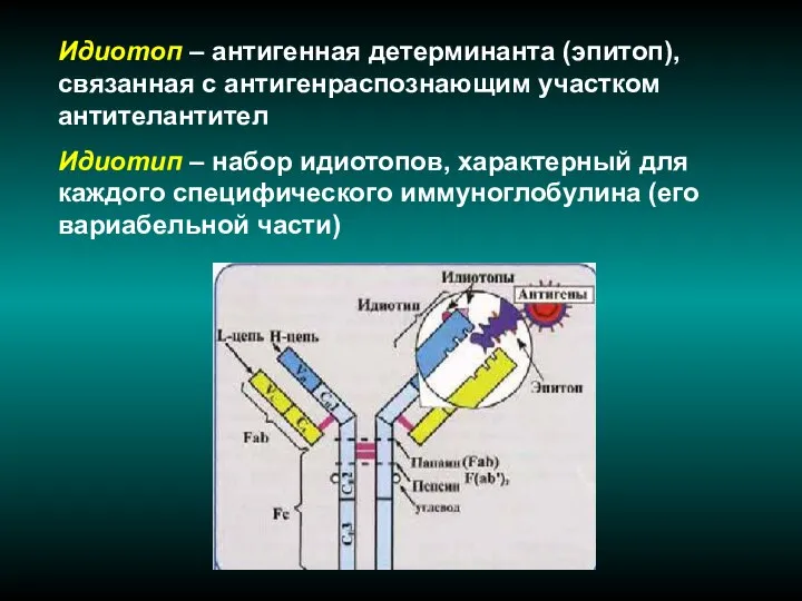 Идиотоп – антигенная детерминанта (эпитоп), связанная с антигенраспознающим участком антителантител Идиотип