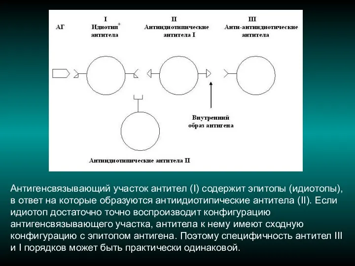 Антигенсвязывающий участок антител (I) содержит эпитопы (идиотопы), в ответ на которые