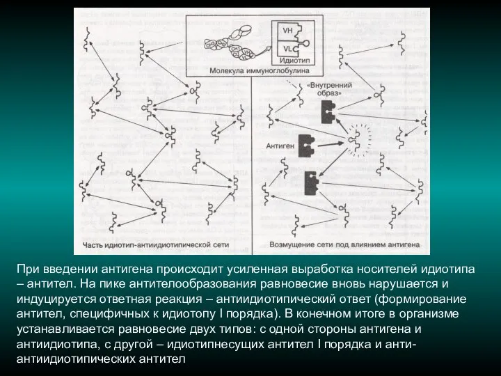 При введении антигена происходит усиленная выработка носителей идиотипа – антител. На