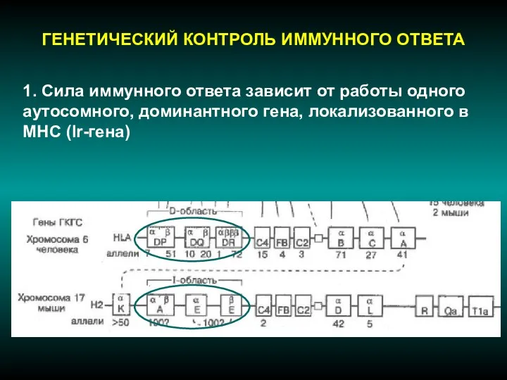 ГЕНЕТИЧЕСКИЙ КОНТРОЛЬ ИММУННОГО ОТВЕТА 1. Сила иммунного ответа зависит от работы