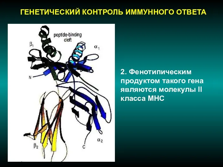 ГЕНЕТИЧЕСКИЙ КОНТРОЛЬ ИММУННОГО ОТВЕТА 2. Фенотипическим продуктом такого гена являются молекулы II класса МНС