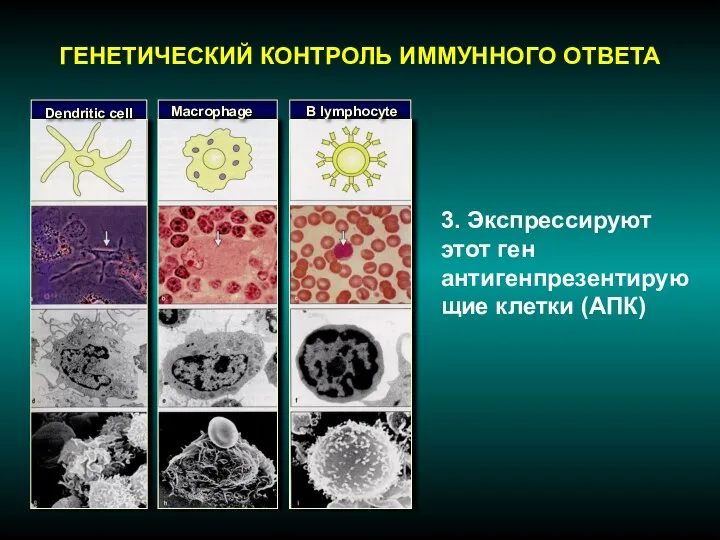 ГЕНЕТИЧЕСКИЙ КОНТРОЛЬ ИММУННОГО ОТВЕТА 3. Экспрессируют этот ген антигенпрезентирующие клетки (АПК)