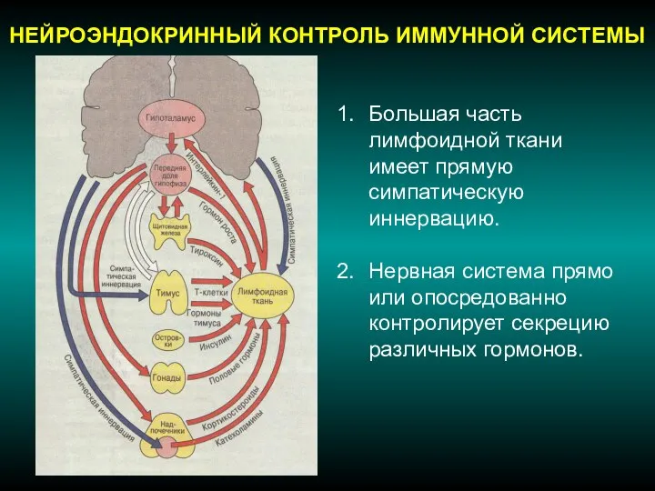 НЕЙРОЭНДОКРИННЫЙ КОНТРОЛЬ ИММУННОЙ СИСТЕМЫ Большая часть лимфоидной ткани имеет прямую симпатическую