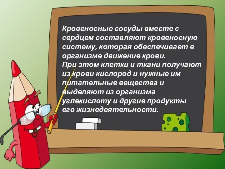 Кровеносные сосуды вместе с сердцем составляют кровеносную систему, которая обеспечивает в