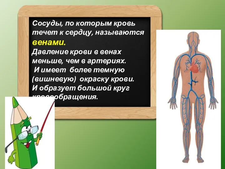 Сосуды, по которым кровь течет к сердцу, называются венами. Давление крови