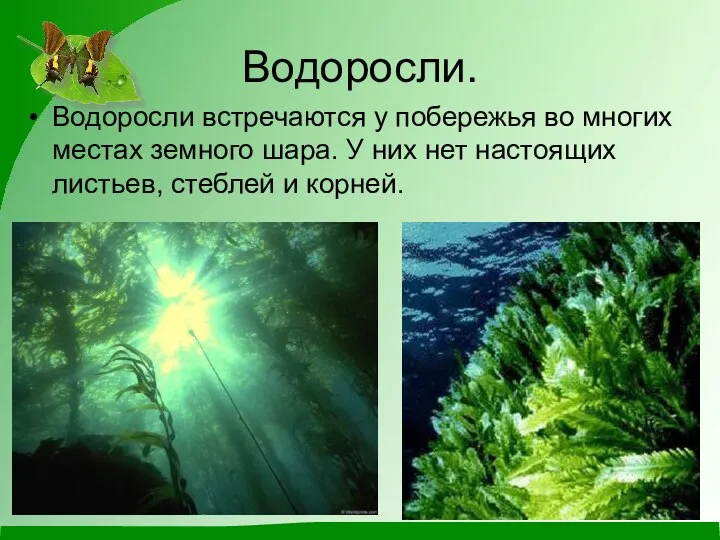 Водоросли. Водоросли встречаются у побережья во многих местах земного шара. У