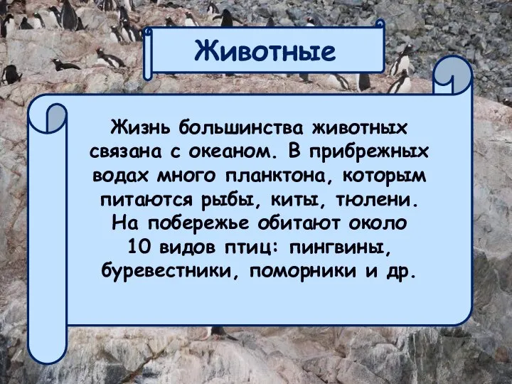 Животные Жизнь большинства животных связана с океаном. В прибрежных водах много