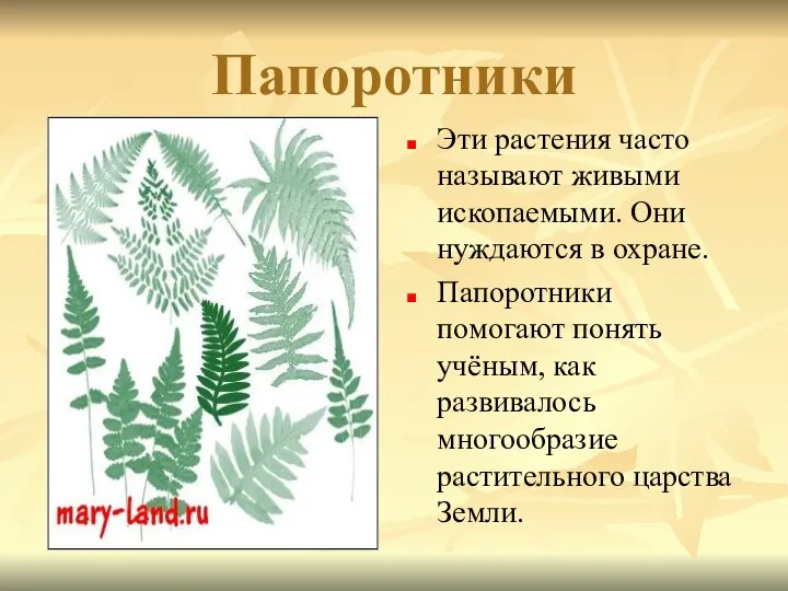 Папоротники Эти растения часто называют живыми ископаемыми. Они нуждаются в охране.