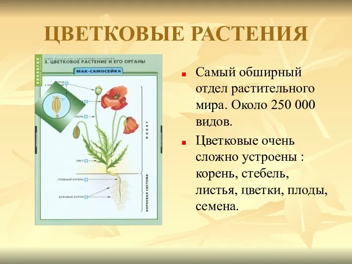 ЦВЕТКОВЫЕ РАСТЕНИЯ Самый обширный отдел растительного мира. Около 250 000 видов.