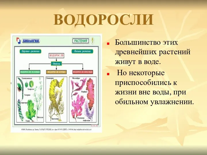 ВОДОРОСЛИ Большинство этих древнейших растений живут в воде. Но некоторые приспособились