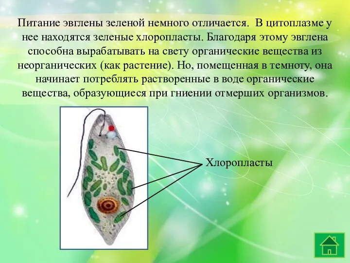 Питание эвглены зеленой немного отличается. В цитоплазме у нее находятся зеленые