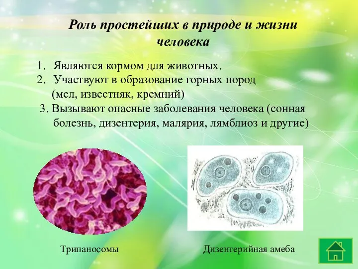 Роль простейших в природе и жизни человека Являются кормом для животных.