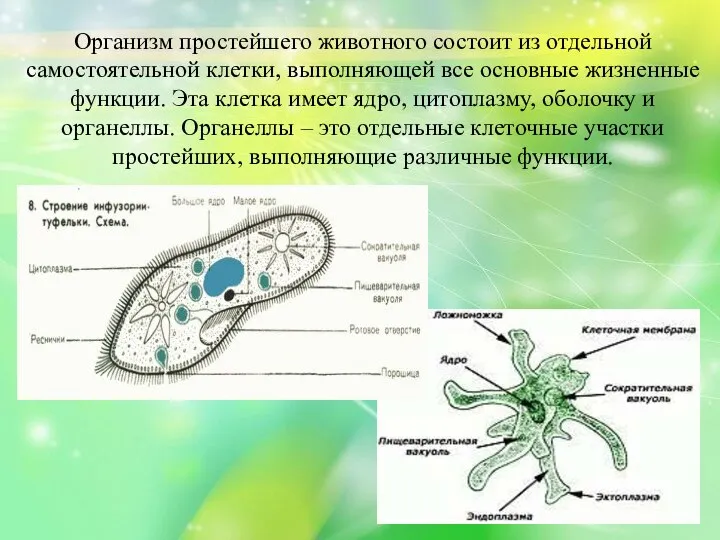 Организм простейшего животного состоит из отдельной самостоятельной клетки, выполняющей все основные