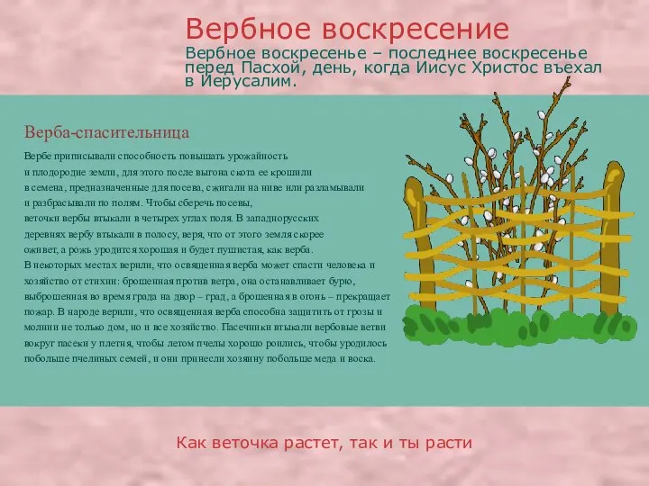 Верба-спасительница Вербе приписывали способность повышать урожайность и плодородие земли, для этого