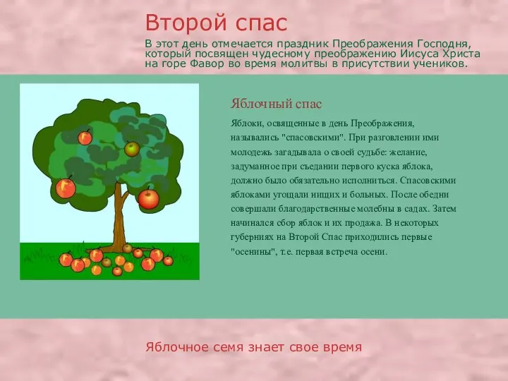 Яблочный спас Яблочное семя знает свое время Яблоки, освященные в день