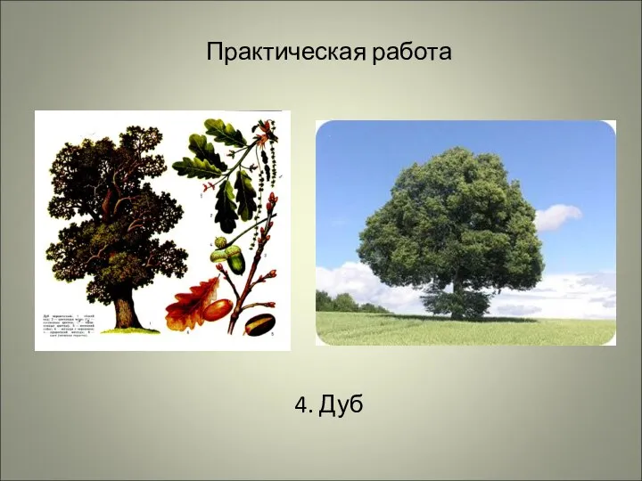 Практическая работа 4. Дуб