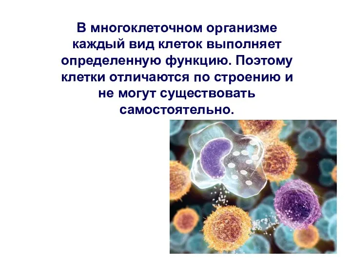 В многоклеточном организме каждый вид клеток выполняет определенную функцию. Поэтому клетки