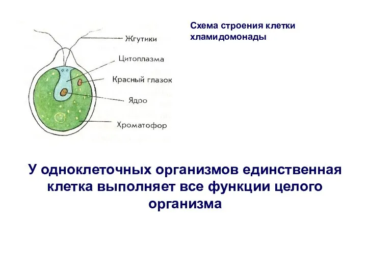 Схема строения клетки хламидомонады У одноклеточных организмов единственная клетка выполняет все функции целого организма