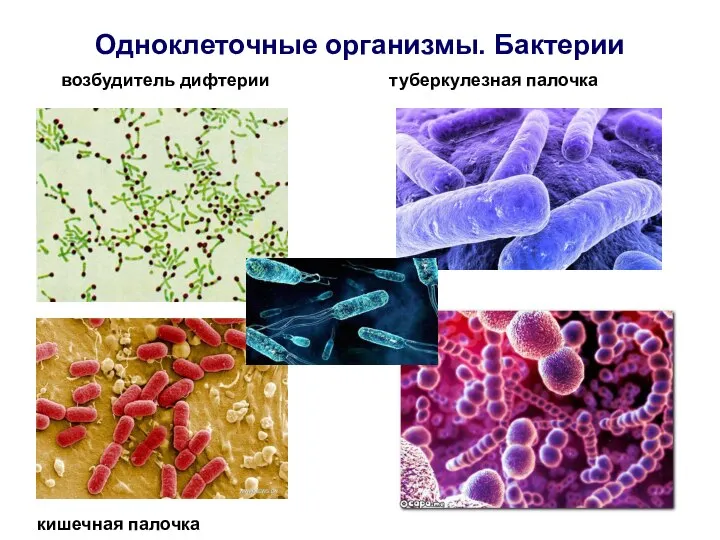 Одноклеточные организмы. Бактерии возбудитель дифтерии туберкулезная палочка кишечная палочка
