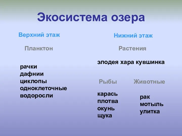 Экосистема озера Верхний этаж Нижний этаж Планктон рачки дафнии циклопы одноклеточные