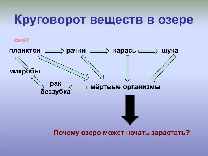 Круговорот веществ в озере планктон рачки карась щука мёртвые организмы рак