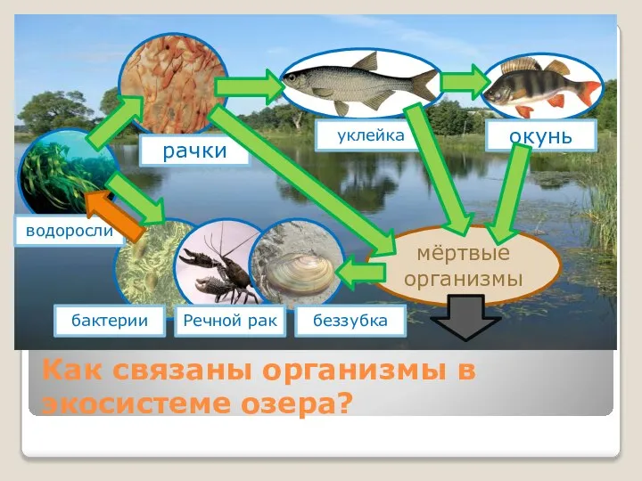 Как связаны организмы в экосистеме озера? мёртвые организмы окунь уклейка рачки водоросли бактерии Речной рак беззубка