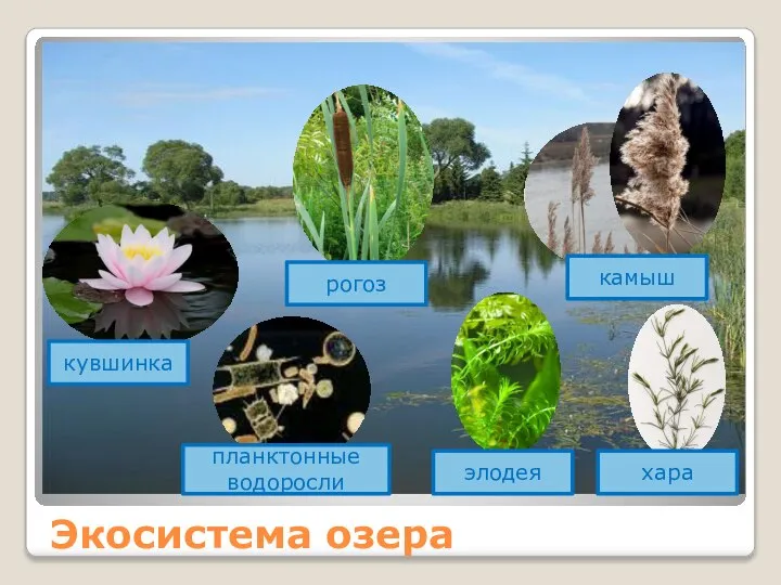 Экосистема озера кувшинка рогоз планктонные водоросли элодея хара камыш