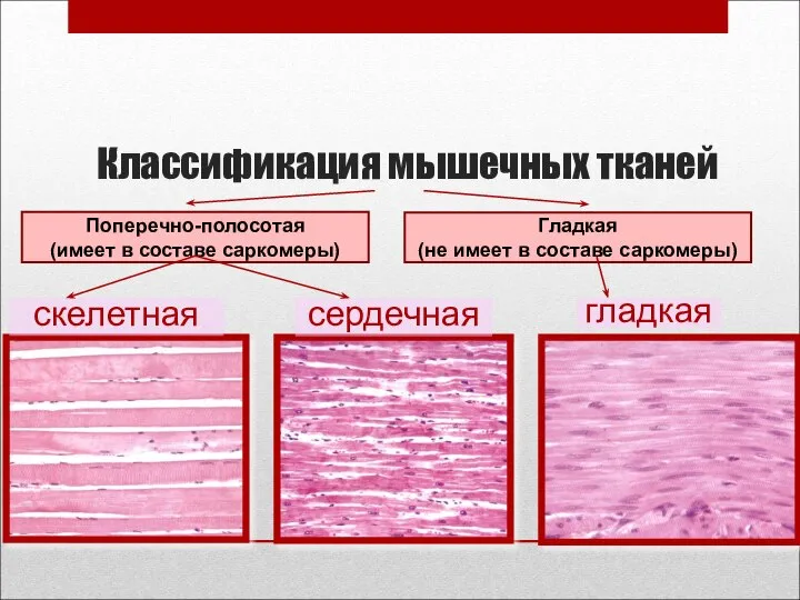 Классификация мышечных тканей гладкая сердечная скелетная Поперечно-полосотая (имеет в составе саркомеры)