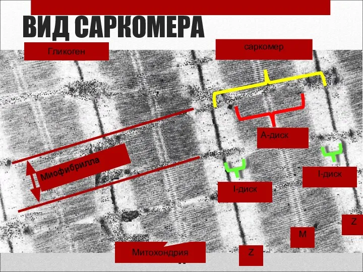 ВИД САРКОМЕРА