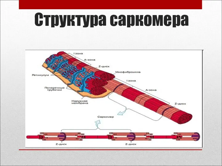 Структура саркомера