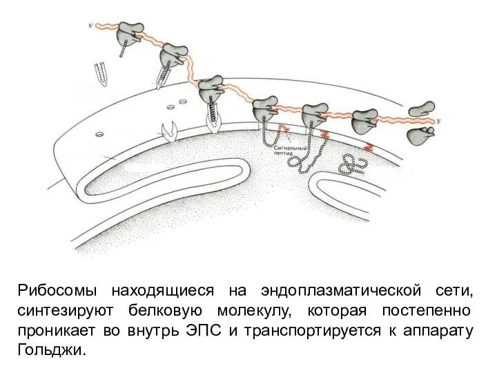 Рибосомы находящиеся на эндоплазматической сети, синтезируют белковую молекулу, которая постепенно проникает