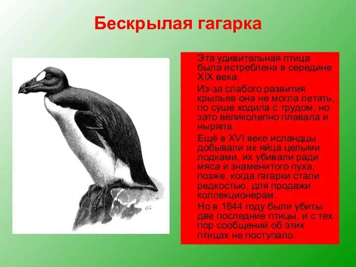 Бескрылая гагарка Эта удивительная птица была истреблена в середине XIX века.