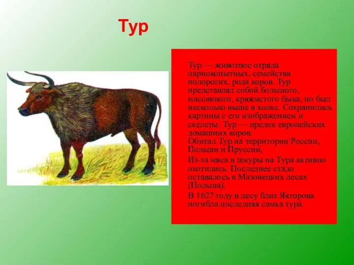 Тур — животное отряда парнокопытных, семейства полорогих, рода коров. Тур представлял