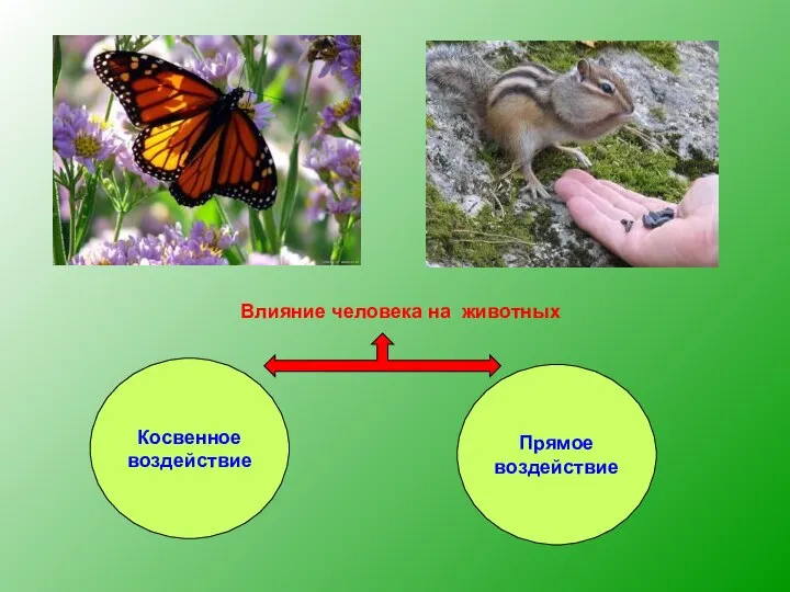 Влияние человека на животных Косвенное воздействие Прямое воздействие