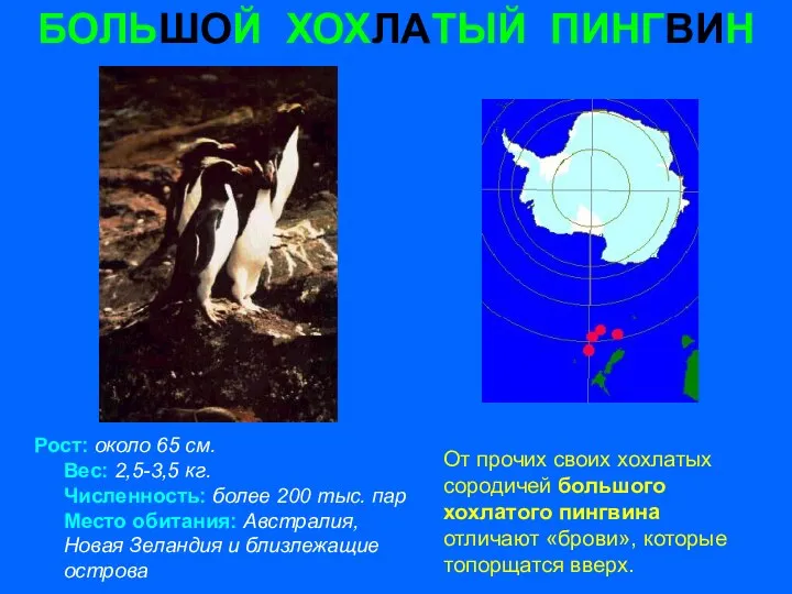 БОЛЬШОЙ ХОХЛАТЫЙ ПИНГВИН Рост: около 65 см. Вес: 2,5-3,5 кг. Численность: