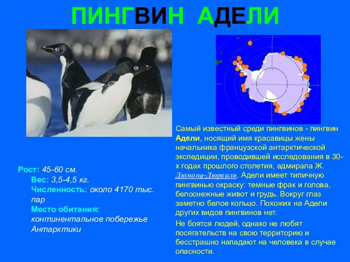 ПИНГВИН АДЕЛИ Рост: 45-60 см. Вес: 3,5-4,5 кг. Численность: около 4170