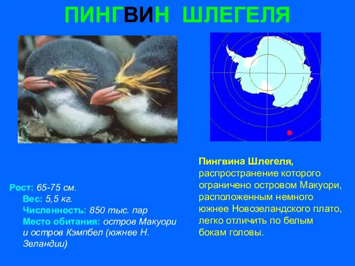 ПИНГВИН ШЛЕГЕЛЯ Рост: 65-75 см. Вес: 5,5 кг. Численность: 850 тыс.