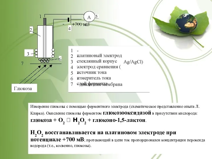 Измерение глюкозы с помощью ферментного электрода (схематическое представление опыта Л. Кларка).