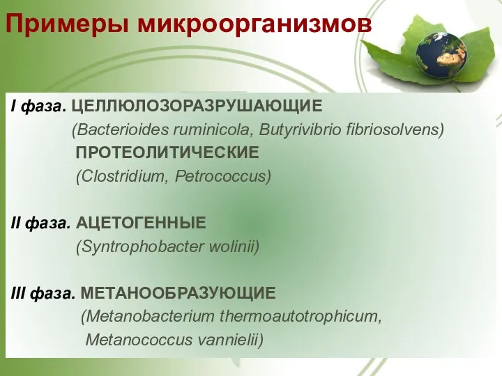 I фаза. ЦЕЛЛЮЛОЗОРАЗРУШАЮЩИЕ (Bacterioides ruminicola, Butyrivibrio fibriosolvens) ПРОТЕОЛИТИЧЕСКИЕ (Clostridium, Petrococcus) II