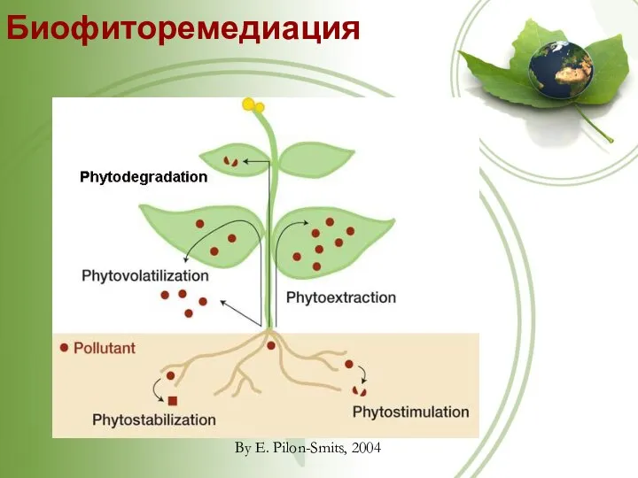 Биофиторемедиация By E. Pilon-Smits, 2004