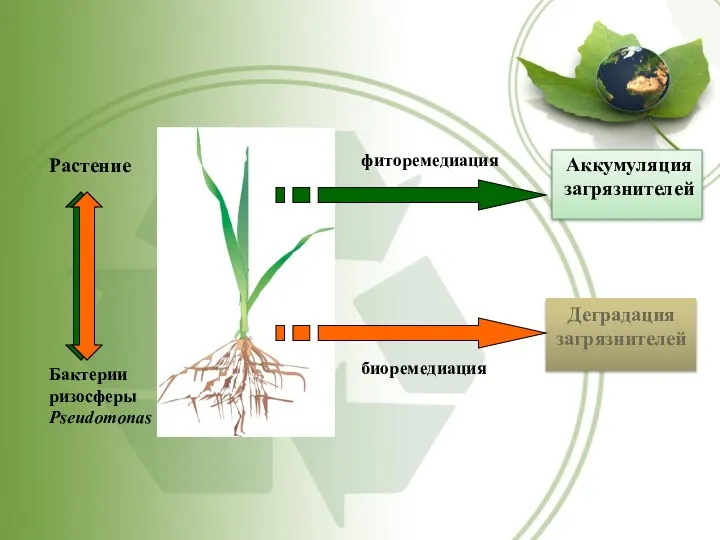 Растение фиторемедиация биоремедиация Бактерии ризосферы Pseudomonas Деградация загрязнителей Аккумуляция загрязнителей