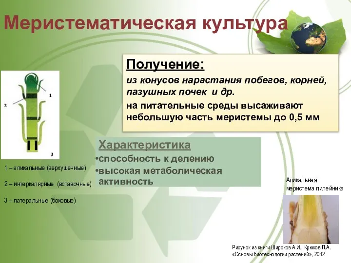 Меристематическая культура Характеристика способность к делению высокая метаболическая активность Получение: из