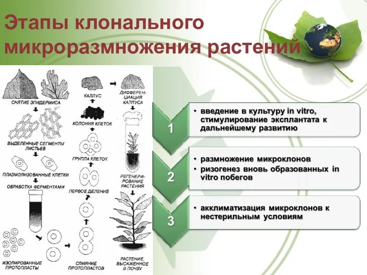 Этапы клонального микроразмножения растений