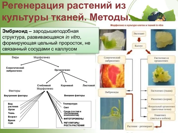 Регенерация растений из культуры тканей. Методы. Эмбриоид – зародышеподобная структура, развивающаяся