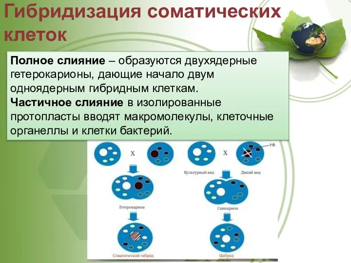 Гибридизация соматических клеток Полное слияние – образуются двухядерные гетерокарионы, дающие начало