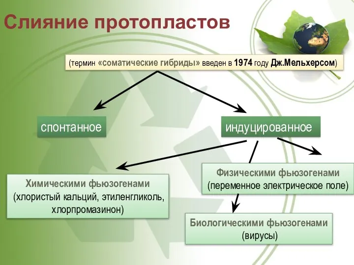 Слияние протопластов (термин «соматические гибриды» введен в 1974 году Дж.Мельхерсом) спонтанное