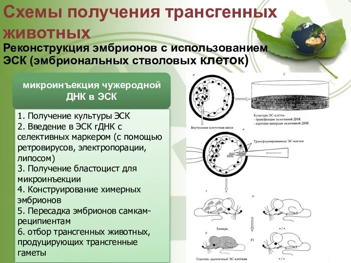 Схемы получения трансгенных животных Реконструкция эмбрионов с использованием ЭСК (эмбриональных стволовых