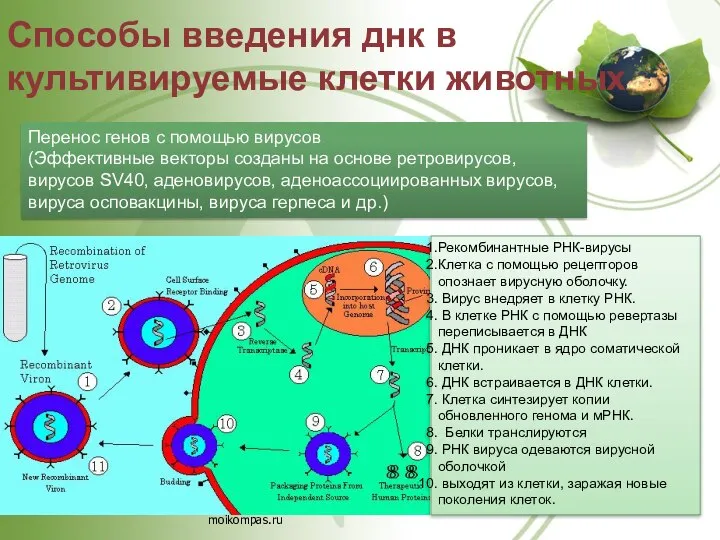 Способы введения днк в культивируемые клетки животных Рекомбинантные РНК-вирусы Клетка с