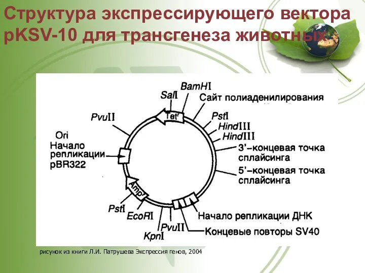 Структура экспрессирующего вектора pKSV-10 для трансгенеза животных рисунок из книги Л.И. Патрушева Экспрессия генов, 2004